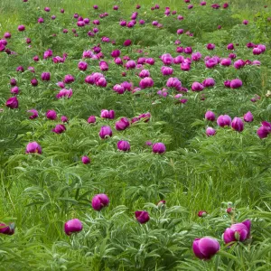 Common peony (Paeonia officinalis) flowers in a meadow, Valle de Canatra, Sibillini NP Common peony (Paeonia officinalis) flowers in a meadow, Valle de Canatra, Sibillini NP