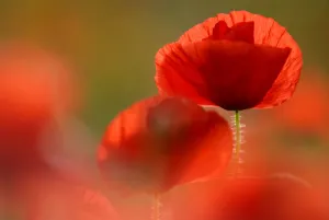 Common poppy {Papaver rhoeas} flower, Cornwall, UK Common poppy {Papaver rhoeas} flower, Cornwall, UK