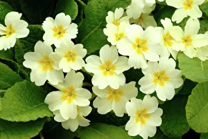 Common primroses {Primula vulgaris} in flower, near Bradworthy, Devon, UK Common primroses {Primula vulgaris} in flower, near Bradworthy, Devon, UK