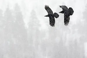 Common Raven (Corvus corax) two in flight during snow storm, Kuusamo, Finland, April Common Raven (Corvus corax) two in flight during snow storm, Kuusamo, Finland, April