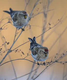 Common redpoll (Acanthis flammea) two birds perched, Finland, January Common redpoll (Acanthis flammea) two birds perched, Finland, January
