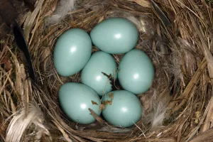 Common redstart (Phoenicurus phoenicurus) nest with six eggs, Alsace, France Common redstart (Phoenicurus phoenicurus) nest with six eggs, Alsace, France