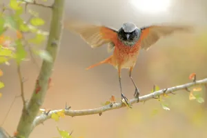 Common redstart (Phoenicurus phoenicurus) taking off, Sierra de Grazalema Natural Park Common redstart (Phoenicurus phoenicurus) taking off, Sierra de Grazalema Natural Park