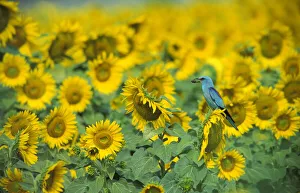 Common Roller in a field of Sunflowers. (Coracias garrulus) Germany Common Roller in a field of Sunflowers. (Coracias garrulus) Germany