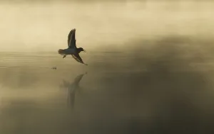 Common sandpiper (Actitis hypoleucos) adult in flight over misty loch at dawn Common sandpiper (Actitis hypoleucos) adult in flight over misty loch at dawn