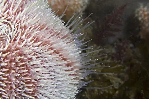 Common Sea Urchin (Echinus esculentus) close up to show hydraulic tube feet. Channel Islands Common Sea Urchin (Echinus esculentus) close up to show hydraulic tube feet. Channel Islands