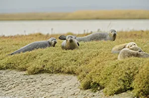 Common seals (Phoca vitulina) hauled out on saltmarsh, Wallasea Wild Coast Project Common seals (Phoca vitulina) hauled out on saltmarsh, Wallasea Wild Coast Project