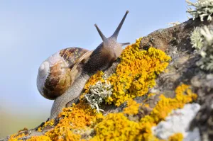 Common snail {Helix aspersa}, on lichen covered rock, The Lizard, Cornwall, UK. August Common snail {Helix aspersa}, on lichen covered rock, The Lizard, Cornwall, UK. August