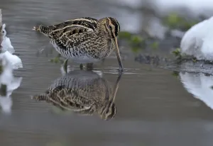 Common snipe (Gallinago gallinago) feeding in shallow water in snow, Wales, UK, March Common snipe (Gallinago gallinago) feeding in shallow water in snow, Wales, UK, March