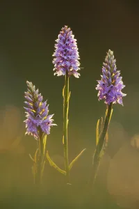 Common-spotted Orchid (Dactylorhiza fuchsii), Hardington Moor NNR, Somerset, UK, June Common-spotted Orchid (Dactylorhiza fuchsii), Hardington Moor NNR, Somerset, UK, June