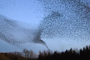 Common starling (Sturnus vulgaris) flock flying towards their night time roost, Scottish Borders Common starling (Sturnus vulgaris) flock flying towards their night time roost, Scottish Borders
