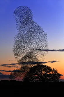 Common starling (Sturnus vulgaris) flock at dusk engaging in pre-roost display Common starling (Sturnus vulgaris) flock at dusk engaging in pre-roost display