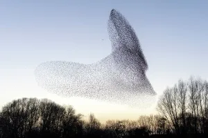 Common starling (Sturnus vulgaris) murmuration, flock pursued by Peregrine falcon Common starling (Sturnus vulgaris) murmuration, flock pursued by Peregrine falcon