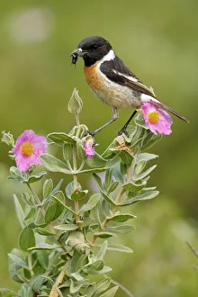 Common stonechat (Saxicola torquata) with prey on flowers, Sierra de Grazalema Natural Park Common stonechat (Saxicola torquata) with prey on flowers, Sierra de Grazalema Natural Park