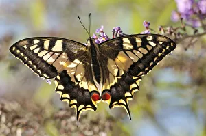 Common Swallowtail butterfly (Papilio machaon) backlit showing wing structure. Podere Montecucco Common Swallowtail butterfly (Papilio machaon) backlit showing wing structure. Podere Montecucco