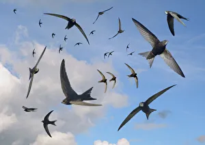 Common swifts (Apus apus) flying overhead, Wiltshire, UK, June. Digital composite image Common swifts (Apus apus) flying overhead, Wiltshire, UK, June. Digital composite image