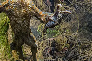 Vertebrate Wildlife Images Prints: Common toad (Bufo bufo) male swims to surface as pair behind spawn in amplexus