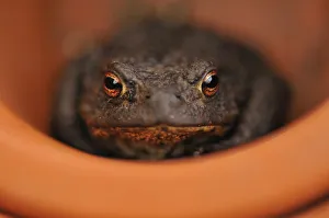 Common Toad (Bufo bufo) resting in a plant pot. Perthshire, Scotland, April Common Toad (Bufo bufo) resting in a plant pot. Perthshire, Scotland, April