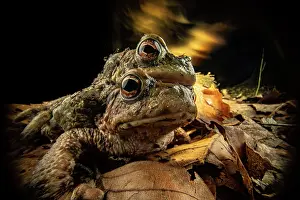 Common European Toad Prints: Common toads (Bufo bufo) pair in amplexus with experimental lighting in background