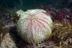 Common Urchin (Echinus esculentus) Sark, Channel Islands, UK Common Urchin (Echinus esculentus) Sark, Channel Islands, UK