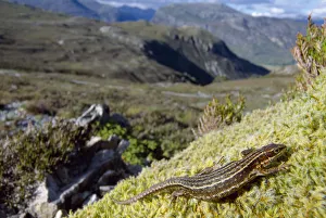 Common / Viviparous lizard (Lacerta vivipara) basking on mossy outcrop, Beinn Eighe Common / Viviparous lizard (Lacerta vivipara) basking on mossy outcrop, Beinn Eighe