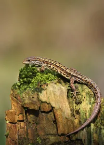 Common / Viviparous lizard (Lacerta vivipera) on mossy stone. Derbyshire, UK, April Common / Viviparous lizard (Lacerta vivipera) on mossy stone. Derbyshire, UK, April