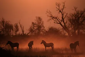 Common zebra at sunset. (Equus quagga). Okavango, Botswana Common zebra at sunset. (Equus quagga). Okavango, Botswana