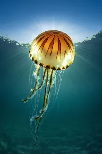 Compass jellyfish (Chrysaora hysoscella) with sunburst close to the surface, Cornwall, UK Compass jellyfish (Chrysaora hysoscella) with sunburst close to the surface, Cornwall, UK