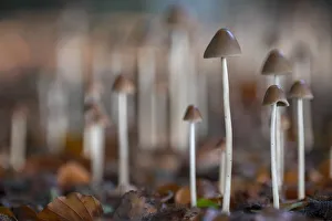 Conical brittlestem fungus (Psathyrella conopilus), Peerdsbos, Brasschaat, Belgium Conical brittlestem fungus (Psathyrella conopilus), Peerdsbos, Brasschaat, Belgium