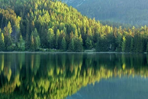 Prints for your Bathroom Collection: Conifers reflected in water, Strbske Pleso, Tatra Mountains, Slovakia, June 2013