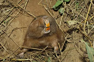 Conovers tuco-tuco (Ctenomys conoveri) digging burrow Kaa-Iya National Park, Bolivia Conovers tuco-tuco (Ctenomys conoveri) digging burrow Kaa-Iya National Park, Bolivia