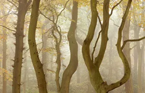 Controted branches and trunks of Beech trees (Fagus sylvatica) in autumn mist, Beacon Controted branches and trunks of Beech trees (Fagus sylvatica) in autumn mist, Beacon