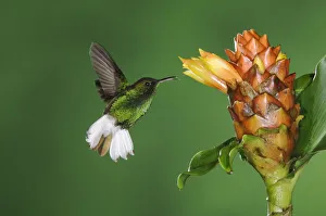 Coppery-headed Emerald, Elvira cupreiceps, male in flight feeding on Spiral Ginger Coppery-headed Emerald, Elvira cupreiceps, male in flight feeding on Spiral Ginger