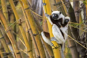 Coquerel's sifaka (Propithecus coquereli) female with young on back climbing in bamboo Coquerel's sifaka (Propithecus coquereli) female with young on back climbing in bamboo