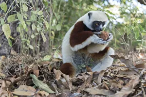 Coquerel's sifaka (Propithecus coquereli) searching fallen fruit on forest floor Coquerel's sifaka (Propithecus coquereli) searching fallen fruit on forest floor