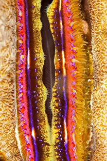 Coral clam (Pedum spondyloideum) close up, Maldives, Indian Ocean Coral clam (Pedum spondyloideum) close up, Maldives, Indian Ocean
