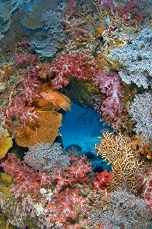 Coral grouper (Cephalopholis miniata) guarding its territory on a colourful coral reef Coral grouper (Cephalopholis miniata) guarding its territory on a colourful coral reef