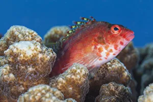 Coral hawkfish (Cirrhitichthys oxycephalus), El Pardito Island Coral hawkfish (Cirrhitichthys oxycephalus), El Pardito Island