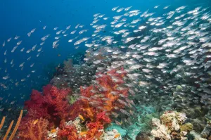 Coral reef scenery with Gorgonian and shoal of Pygmy / Glassy sweepers (Parapriacanthus Coral reef scenery with Gorgonian and shoal of Pygmy / Glassy sweepers (Parapriacanthus