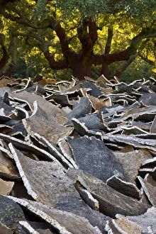 Cork from the bark of Cork oak trees {Quercus suber} Parque Natural de los Alcornocales Cork from the bark of Cork oak trees {Quercus suber} Parque Natural de los Alcornocales