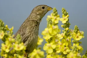 Corn bunting (Emberiza / Miliaria calandra) on Denseflower mullein (Verbascum densiflorum Corn bunting (Emberiza / Miliaria calandra) on Denseflower mullein (Verbascum densiflorum