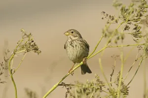 Corn bunting (Milaria calandria / Emberiza calandra) perched on seed head, Norfolk Corn bunting (Milaria calandria / Emberiza calandra) perched on seed head, Norfolk