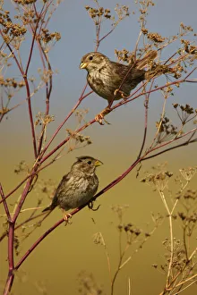 Two Corn buntings (Emberiza calandra) perching on vegetation, Bagerova Steppe, Kerch Peninsula Two Corn buntings (Emberiza calandra) perching on vegetation, Bagerova Steppe, Kerch Peninsula