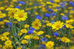 Corn Marigold (Chrysanthemum segetum) and Cornflowers (Centaurea) in flower, July, England, UK Corn Marigold (Chrysanthemum segetum) and Cornflowers (Centaurea) in flower, July, England, UK