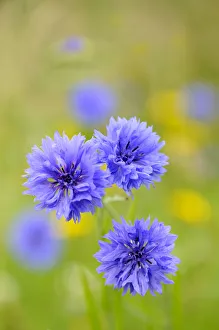 Cornflower (Centaurea cyanus) UK, July Cornflower (Centaurea cyanus) UK, July