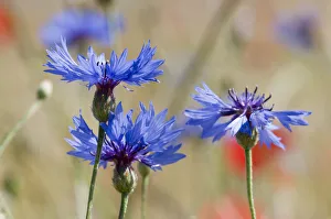Cornflowers (Centaurea cyanus) in fallow fields, near Sugano, Orvieto, Italy, June Cornflowers (Centaurea cyanus) in fallow fields, near Sugano, Orvieto, Italy, June