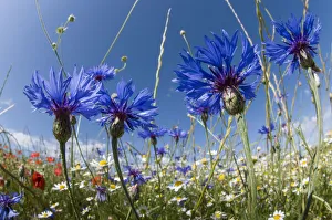 Cornflowers (Centaurea cyanus) in fallow fields, near Sugano, Orvieto, Italy, June Cornflowers (Centaurea cyanus) in fallow fields, near Sugano, Orvieto, Italy, June