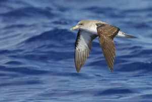 Cory's Shearwater (Calonectris diomedea) in flight, over Atlantic Ocean, Madeira Cory's Shearwater (Calonectris diomedea) in flight, over Atlantic Ocean, Madeira