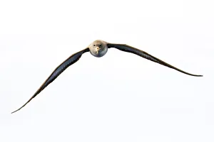 Cory's shearwater (Calonectris diomedea) in flight, Pico, Azores, Portugal, June 2009 Cory's shearwater (Calonectris diomedea) in flight, Pico, Azores, Portugal, June 2009