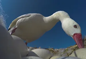 Coscoroba swan (Coscoroba coscoroba) at nest with eggs. La Pampa, Patagonia, Argentina Coscoroba swan (Coscoroba coscoroba) at nest with eggs. La Pampa, Patagonia, Argentina